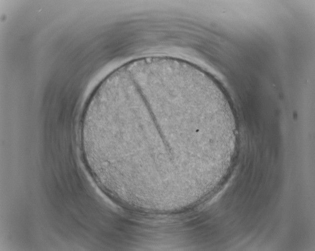 X0000064741517200603131305