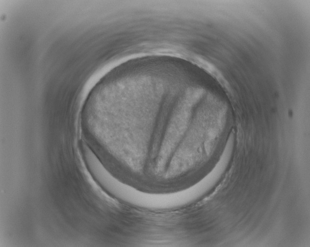 X0000064741520200603131305