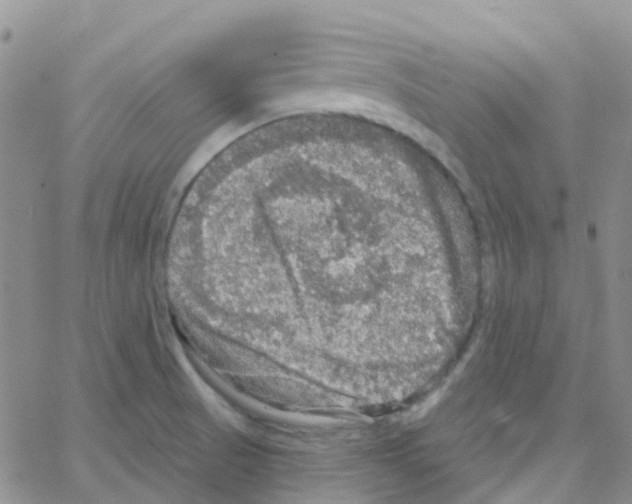 X0000064741521200603131305