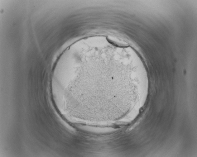 X0000064741525200603131305