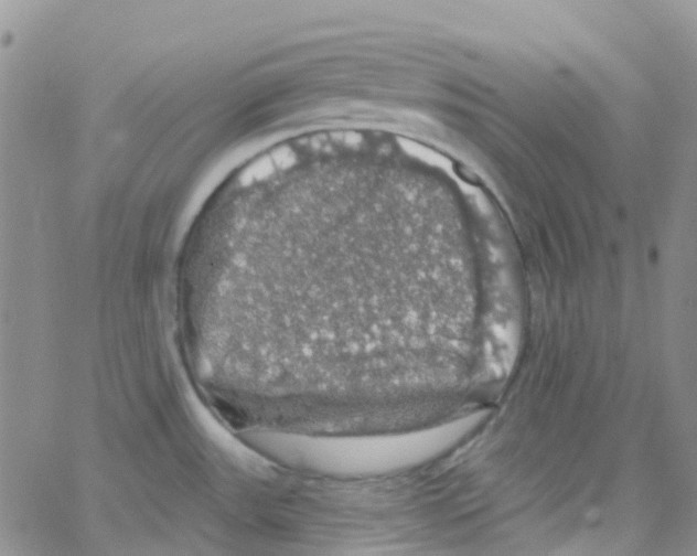 X0000064741531200603131306