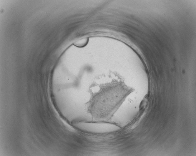 X0000064741533200603131306