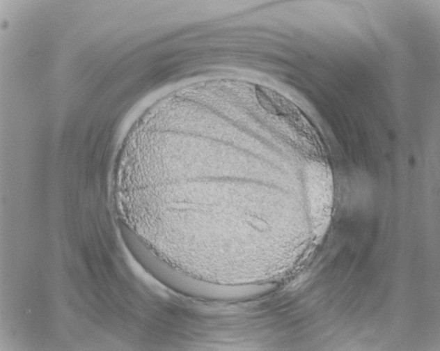 X0000064741535200603131306