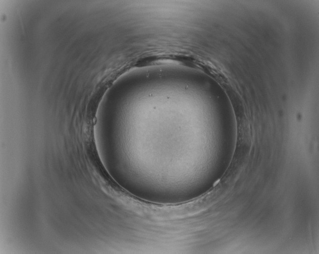 X0000064750039200602101224