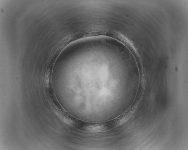 X0000064750065200602101223