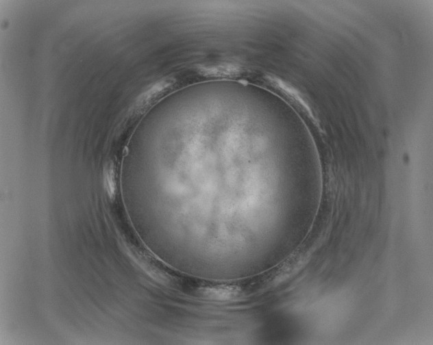 X0000064750069200602101223