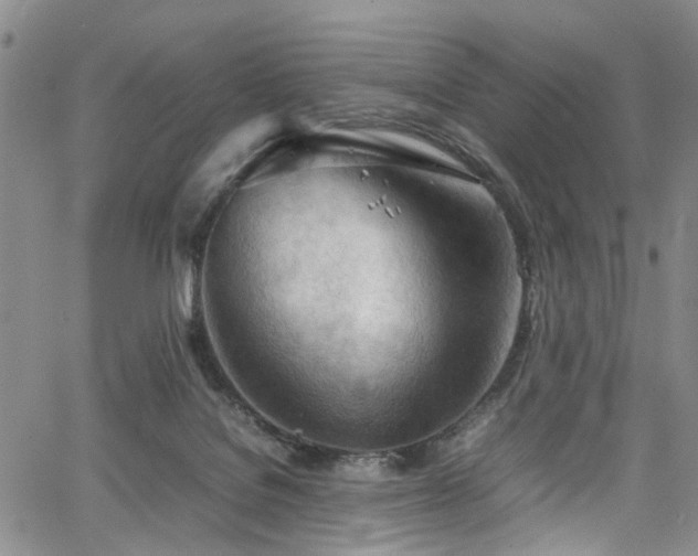 X0000064750076200602101223