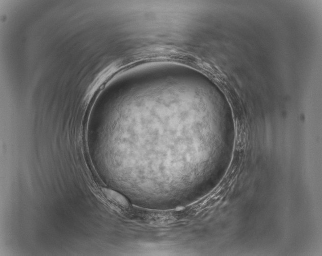 X0000064750099200602101223