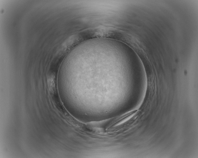 X0000064750127200602101222