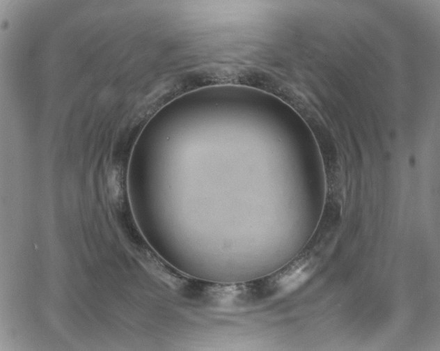 X0000064750131200602101222