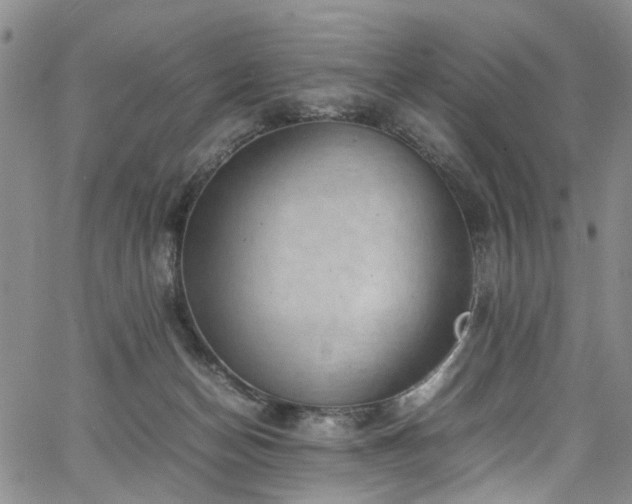 X0000064750174200602101222