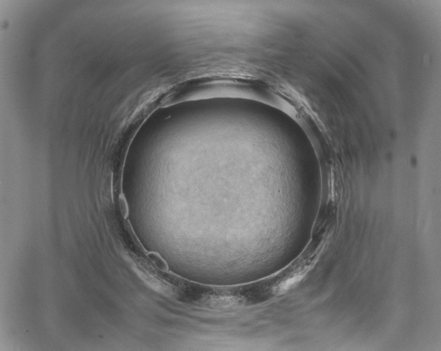 X0000064750205200602101221