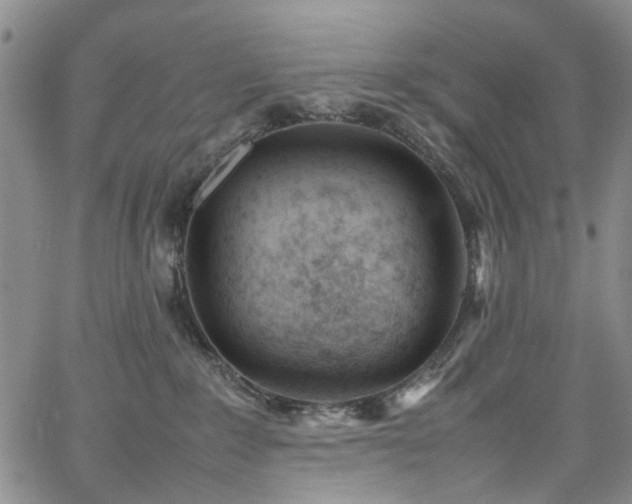 X0000064750235200602101221