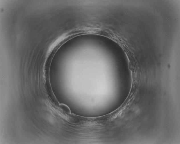 X0000064750246200602101220