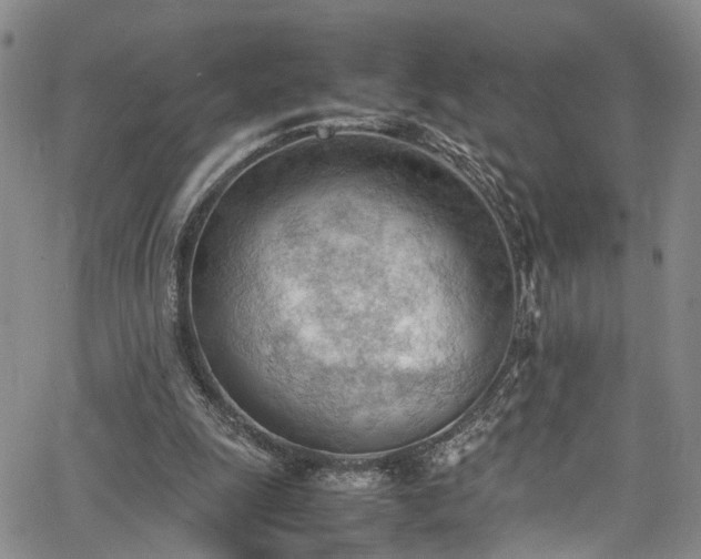 X0000064750247200602101220