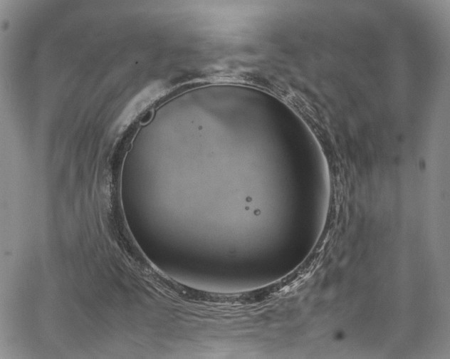 X0000064750295200602101220