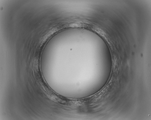 X0000064750297200602101220