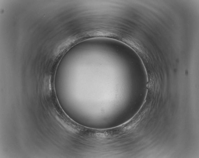 X0000064750302200602101219