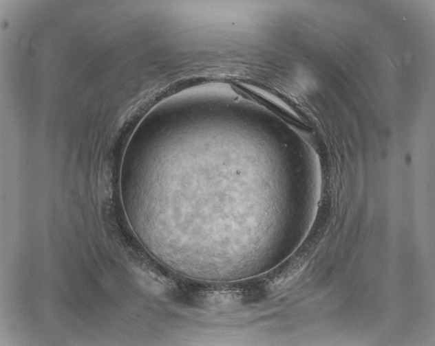 X0000064750303200602101219