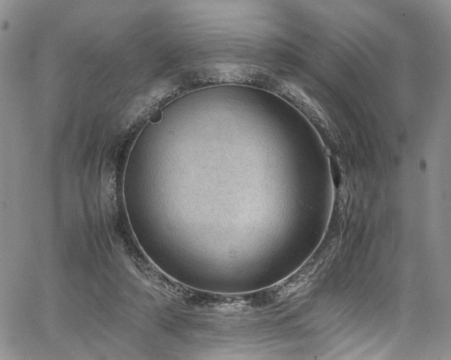 X0000064750306200602101219