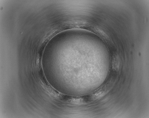 X0000064750314200602101219