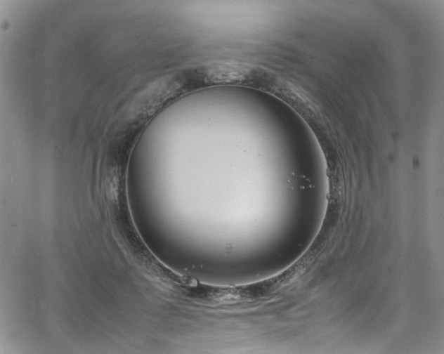 X0000064750315200602101219