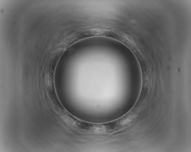 X0000064750317200602101219