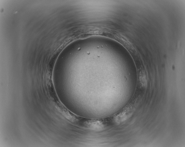 X0000064750322200602101219