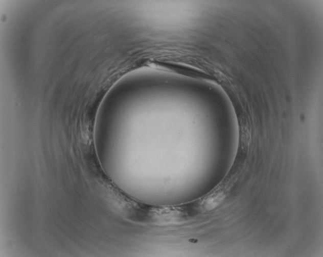 X0000064750331200602101219