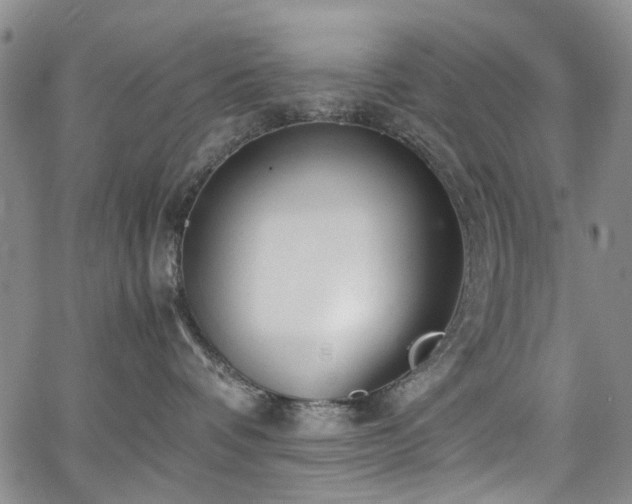 X0000064750336200602101219