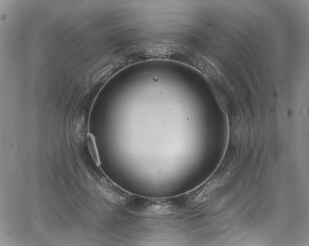 X0000064750364200602101219