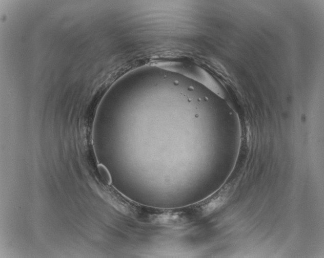 X0000064750366200602101219