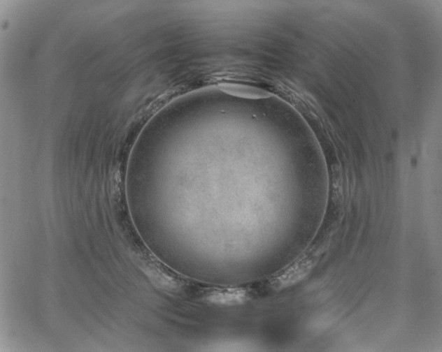 X0000064750369200602101219