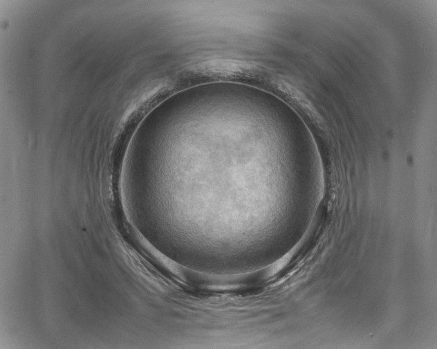 X0000064750399200602101218