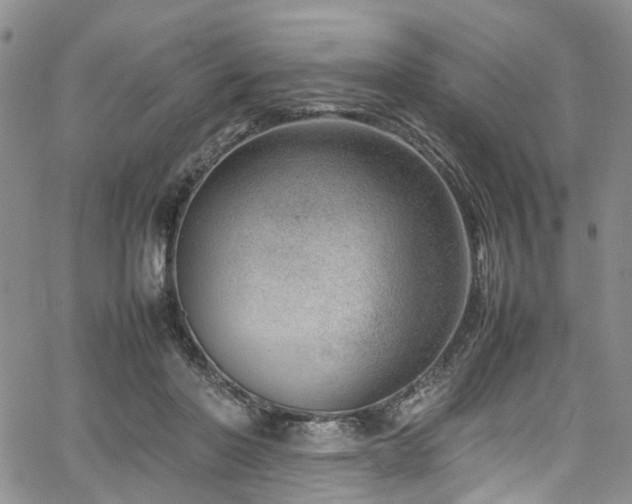 X0000064750406200602101218