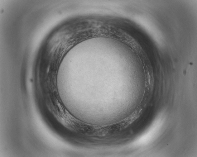 X0000064750431200602101217