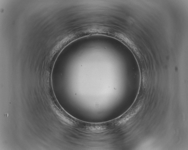 X0000064750445200602101217