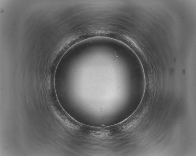 X0000064750447200602101217