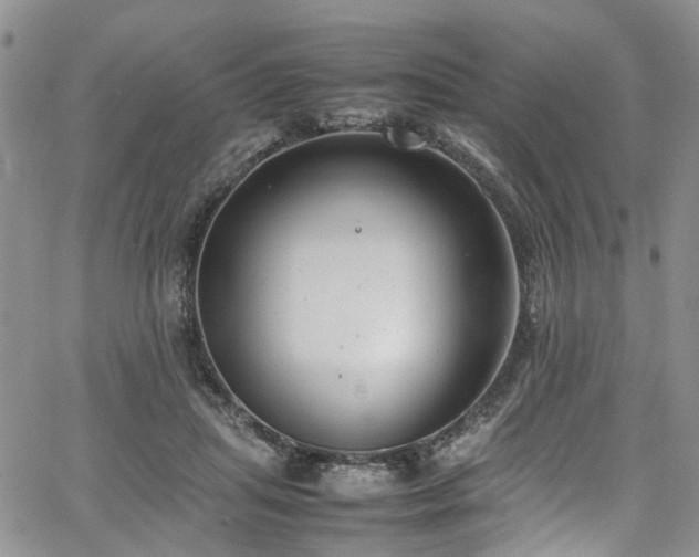 X0000064750455200602101217