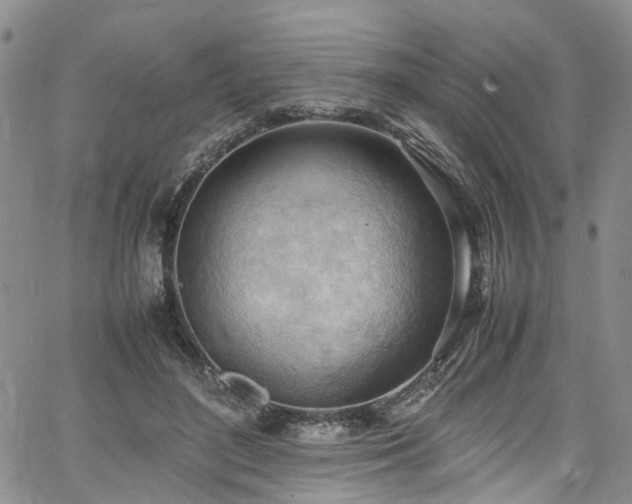 X0000064750500200602101216