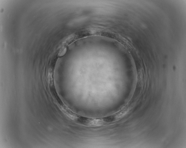 X0000064750527200602101216