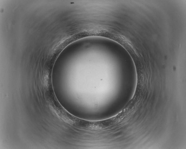 X0000064750596200602101215