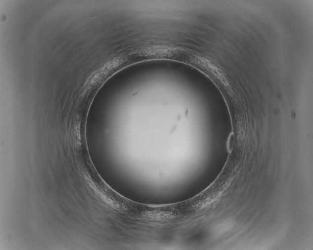 X0000064750633200602101214