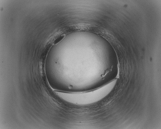 X0000064750696200602101213