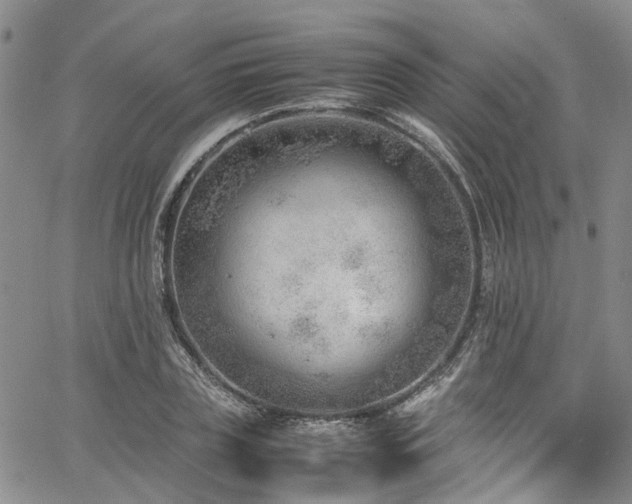 X0000064750835200602101211