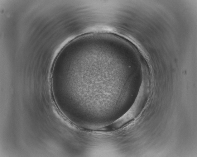 X0000064750864200602101211