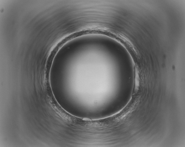 X0000064750880200602101210