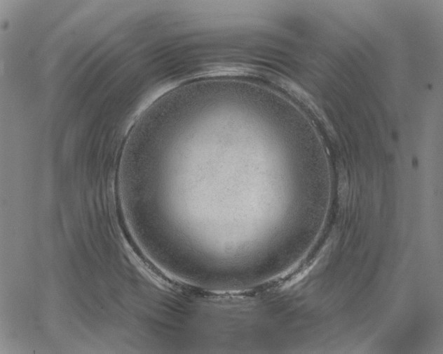 X0000064751417200602101201