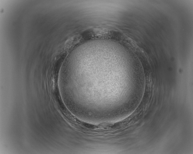 X0000064750703200602131227