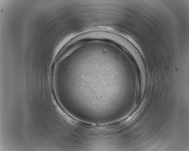 X0000064751054200602131222